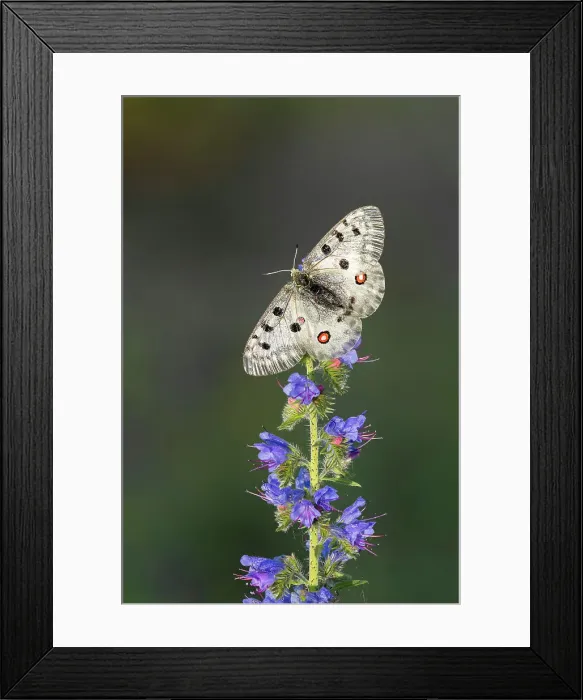 Framed Print : Apollo (Parnassius apollo) on Viper's-bugloss (Echium vulgare), Rhodope Mountains, Bulgaria Framed Print : Apollo (Parnassius apollo) on Viper's-bugloss (Echium vulgare), Rhodope Mountains, Bulgaria