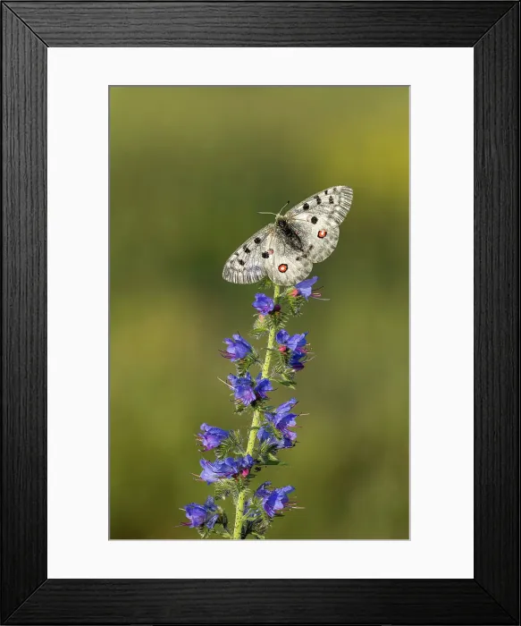 Framed Print : Apollo (Parnassius apollo) on Viper's-bugloss (Echium vulgare), Rhodope Mountains, Bulgaria Framed Print : Apollo (Parnassius apollo) on Viper's-bugloss (Echium vulgare), Rhodope Mountains, Bulgaria
