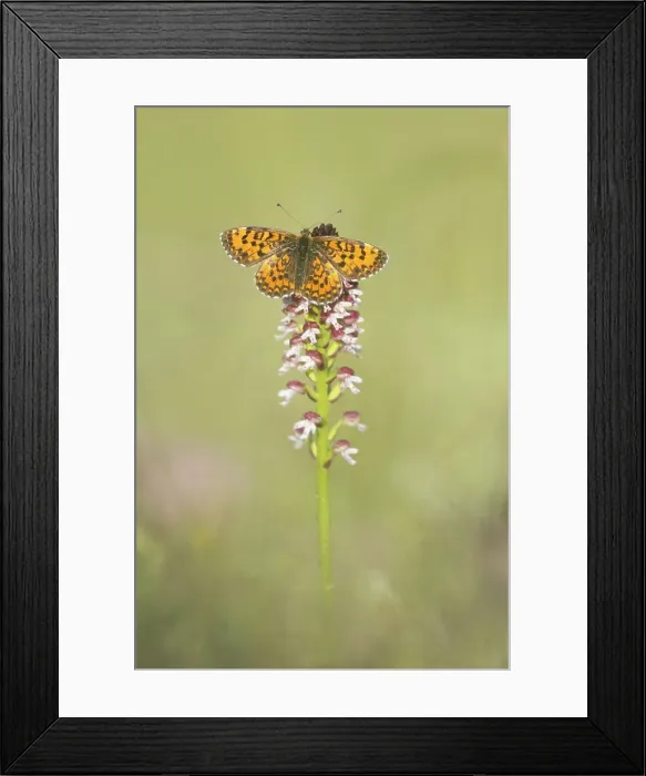 Framed Print : Lesser Spotted Fritillary (Melitaea trivia) warming itself on burnt orchid, Rhodope Mountains, Bulgaria Framed Print : Lesser Spotted Fritillary (Melitaea trivia) warming itself on burnt orchid, Rhodope Mountains, Bulgaria