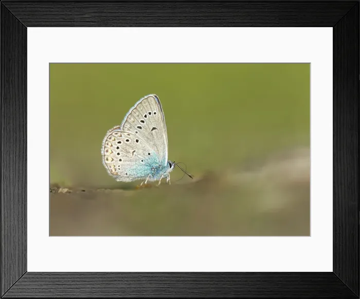 Framed Print : Amanda's Blue (Polyommatus amandus), feeding on salts on damp ground, Rhodope Mountains, Bulgaria Framed Print : Amanda's Blue (Polyommatus amandus), feeding on salts on damp ground, Rhodope Mountains, Bulgaria