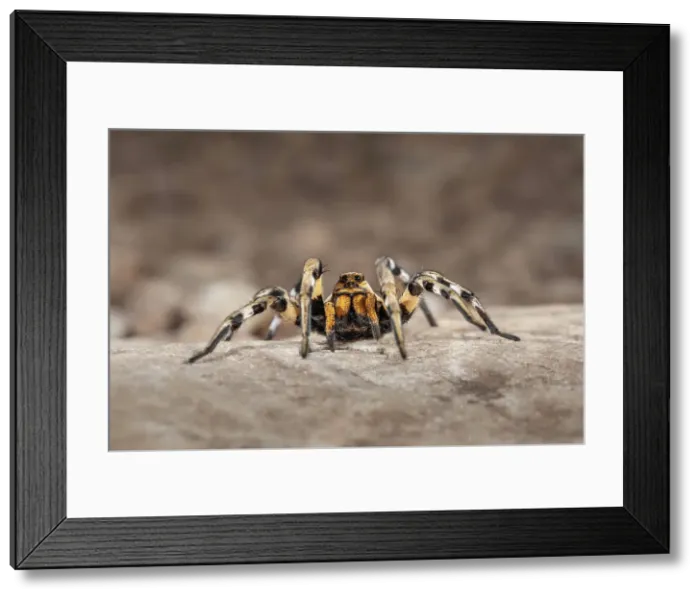 Framed Print : European Tarantula (Lycosa praegrandis), female on rock in dry grassland habitat, near Bratsigovo, Bulgaria Framed Print : European Tarantula (Lycosa praegrandis), female on rock in dry grassland habitat, near Bratsigovo, Bulgaria