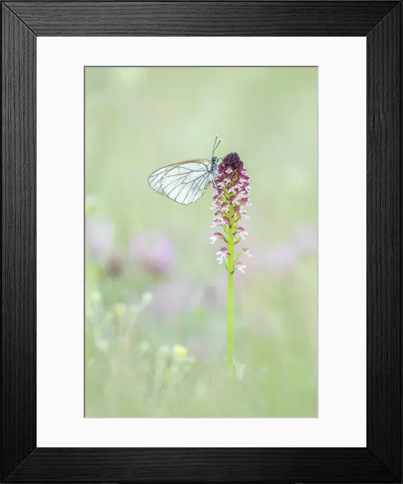 Framed Print : Black-veined white (Aporia cartaegi) roosting on Burnt Orchid (Orchis ustulata), Rhodope Mountains, Bulgaria Framed Print : Black-veined white (Aporia cartaegi) roosting on Burnt Orchid (Orchis ustulata), Rhodope Mountains, Bulgaria