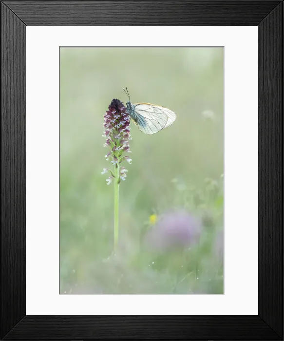 Framed Print : Black-veined white (Aporia cartaegi) roosting on Burnt Orchid (Orchis ustulata), Rhodope Mountains, Bulgaria Framed Print : Black-veined white (Aporia cartaegi) roosting on Burnt Orchid (Orchis ustulata), Rhodope Mountains, Bulgaria