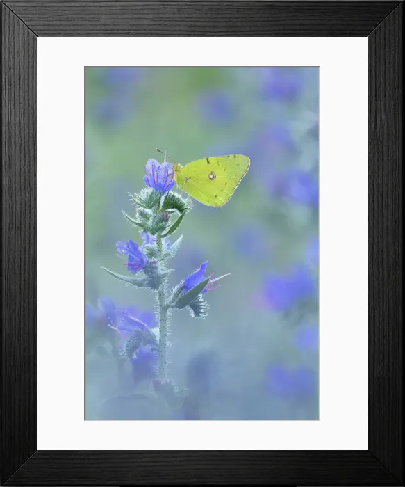 Framed Print : Clouded Yellow (Colias croceus) roosting upon Viper's Bugloss (Echium vulgare), Rhodope Mountains, Bulgaria Framed Print : Clouded Yellow (Colias croceus) roosting upon Viper's Bugloss (Echium vulgare), Rhodope Mountains, Bulgaria