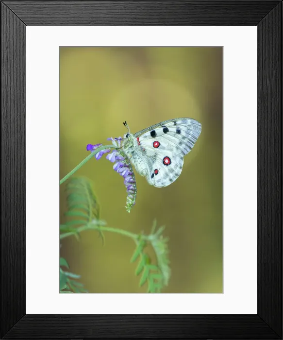 Framed Print : Apollo (Parnassius apollo) roosting on Tufted Vetch (Vicia cracca), Rhodope Mountains, Bulgaria Framed Print : Apollo (Parnassius apollo) roosting on Tufted Vetch (Vicia cracca), Rhodope Mountains, Bulgaria
