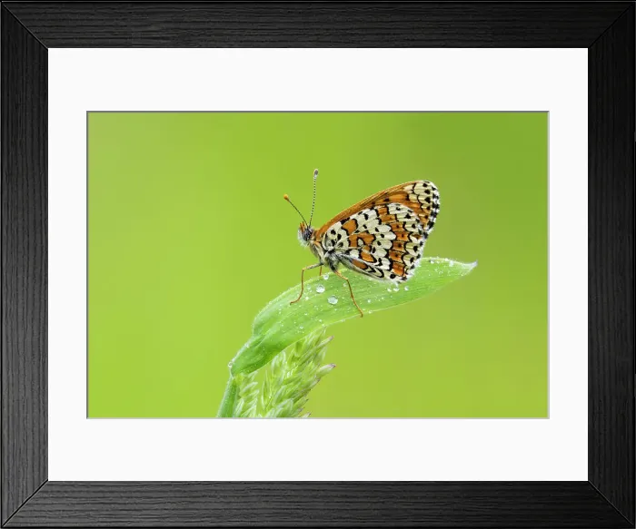 Framed Print : Glanville Fritillary (Melitaea cinxia), Rhodope Mountains, Bulgaria Framed Print : Glanville Fritillary (Melitaea cinxia), Rhodope Mountains, Bulgaria