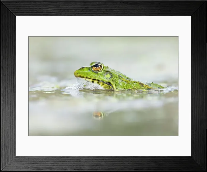 Framed Print : Marsh frog (Pelophylax ridibundus), near Bratsigovo, Bulgaria Framed Print : Marsh frog (Pelophylax ridibundus), near Bratsigovo, Bulgaria