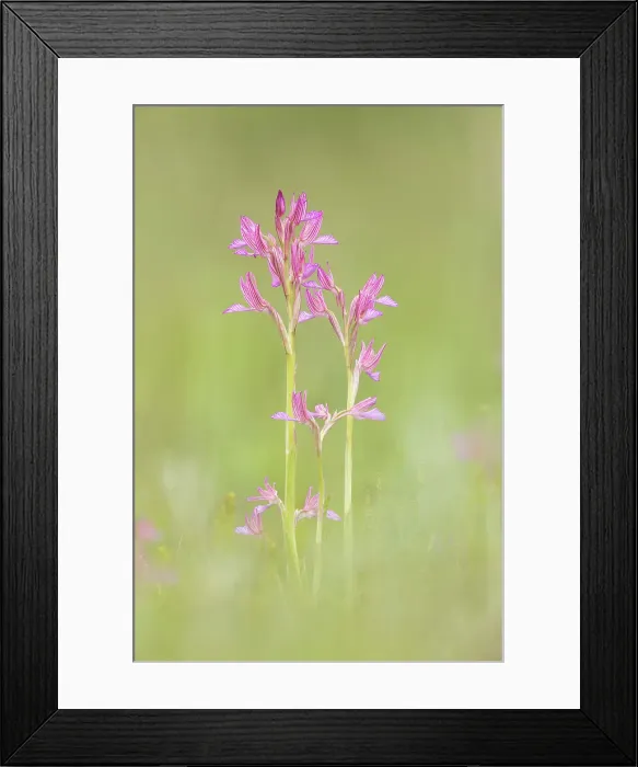 Framed Print : Pink butterfly orchid (Anacamptis papilionacea), near Bratsigovo, Bulgaria