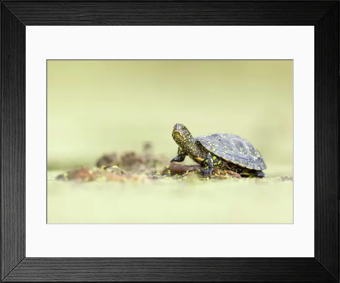 Framed Print : European Pond Turtle / Terrapin (Emys orbicularis) resting on log in pond, near Bratsigovo, Bulgaria Framed Print : European Pond Turtle / Terrapin (Emys orbicularis) resting on log in pond, near Bratsigovo, Bulgaria