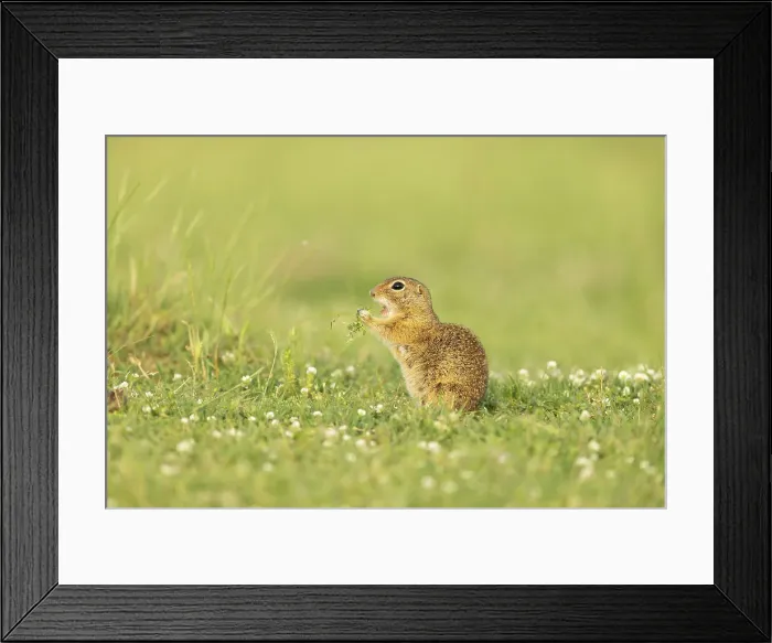 Framed Print : European ground squirrel (Spermophilus citellus) or Souslik, feeding on ground outside burrow, near Bratsigovo, Bulgaria Framed Print : European ground squirrel (Spermophilus citellus) or Souslik, feeding on ground outside burrow, near Bratsigovo, Bulgaria
