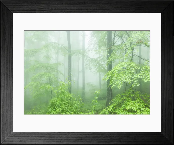 Framed Print : Fresh spring foliage in mist shrouded beech forest, Eastern Rhodope Mountains, Bulgaria Framed Print : Fresh spring foliage in mist shrouded beech forest, Eastern Rhodope Mountains, Bulgaria