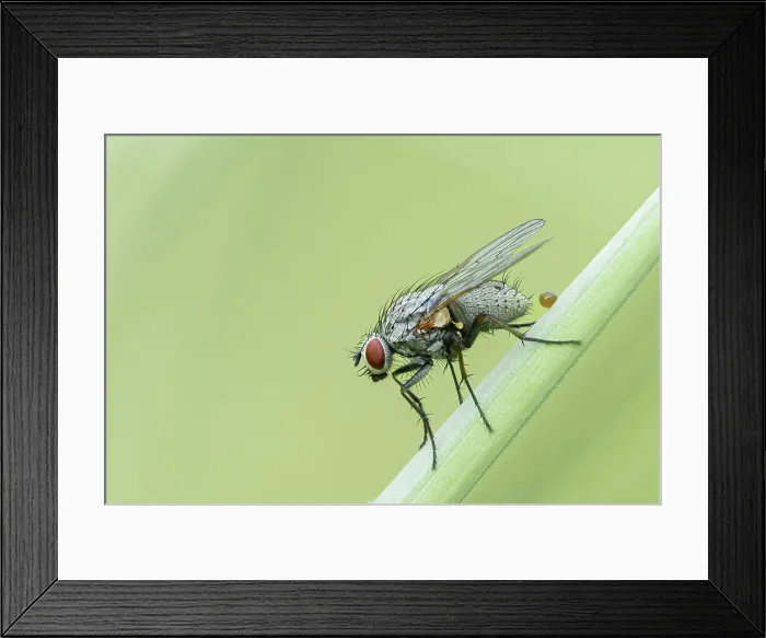 Framed Print : Tiger fly (Coenosia sp.), Bratsigovo, Bulgaria Framed Print : Tiger fly (Coenosia sp.), Bratsigovo, Bulgaria