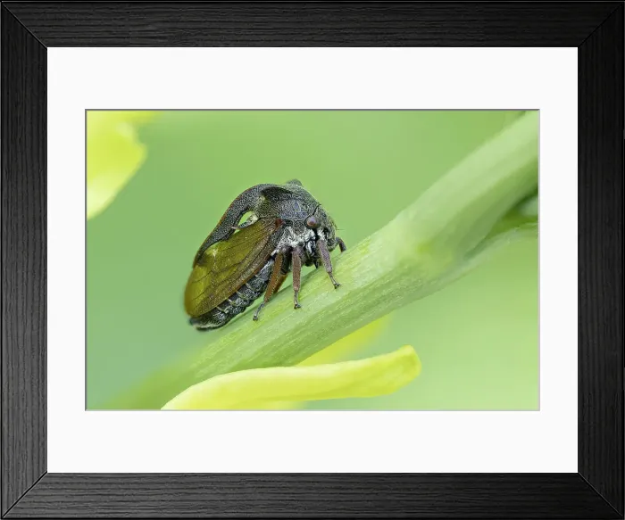 Framed Print : Horned treehopper (Centrotus cornutus), near Bratsigovo, Bulgaria Framed Print : Horned treehopper (Centrotus cornutus), near Bratsigovo, Bulgaria