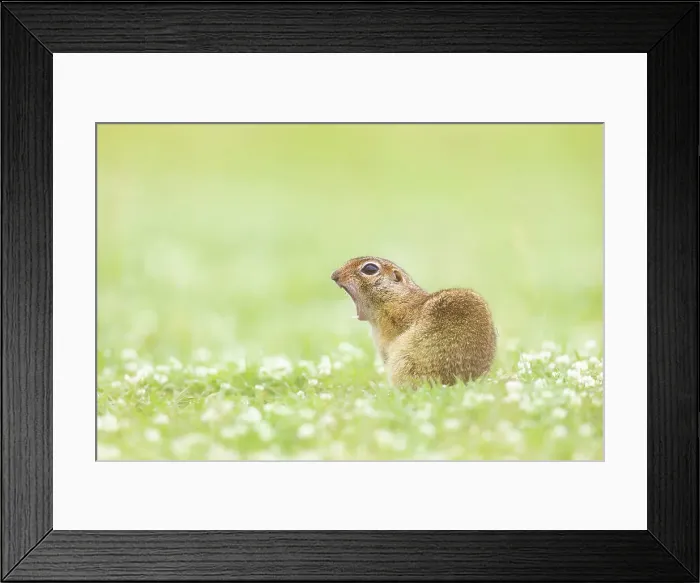 Framed Print : European ground squirrel (Spermophilus citellus) or Souslik, yawning (not vocalising), near Bratsigovo, Bulgaria Framed Print : European ground squirrel (Spermophilus citellus) or Souslik, yawning (not vocalising), near Bratsigovo, Bulgaria