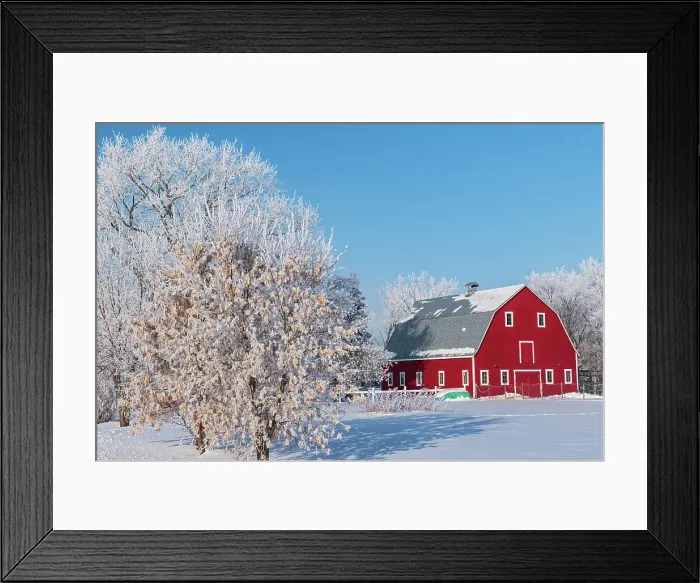 Framed Print : Red barn with rime ice (frost). Asn trees with seed heads on left. Grande Pointe, Manitoba, Canada Framed Print : Red barn with rime ice (frost). Asn trees with seed heads on left. Grande Pointe, Manitoba, Canada