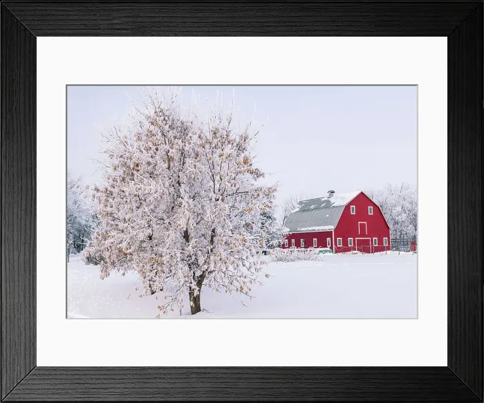 Framed Print : Red barn with rime ice (frost). Asn trees with seed heads on left. Grande Pointe, Manitoba, Canada Framed Print : Red barn with rime ice (frost). Asn trees with seed heads on left. Grande Pointe, Manitoba, Canada