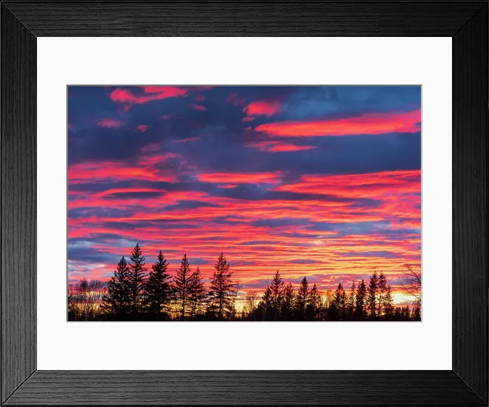 Framed Print : Sunset light on evergreen trees Birds Hill Provincial Park, Manitoba, Canada Framed Print : Sunset light on evergreen trees Birds Hill Provincial Park, Manitoba, Canada