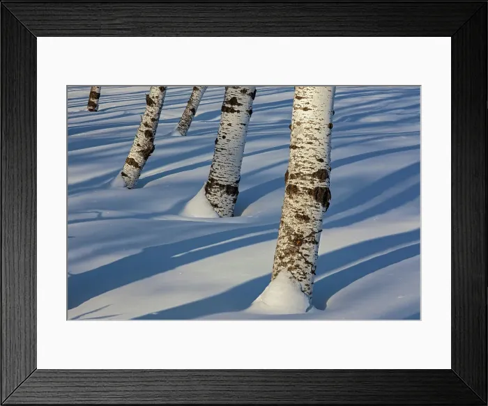 Framed Print : Aspen trees in snow (Bois des Esprits), Winnipeg, Manitoba, Canada Framed Print : Aspen trees in snow (Bois des Esprits), Winnipeg, Manitoba, Canada
