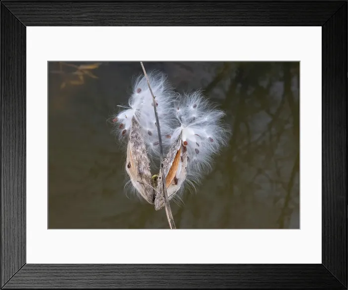 Framed Print : Milkweed pods and seeds along the Seine River. Seine River Forest, Winnipeg, Manitoba, Canada Framed Print : Milkweed pods and seeds along the Seine River. Seine River Forest, Winnipeg, Manitoba, Canada