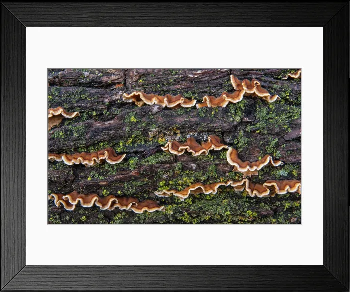 Framed Print : Bracket fungi on fallen log / tree. Forest floor. Seine River Forest, Winnipeg, Manitoba, Canada Framed Print : Bracket fungi on fallen log / tree. Forest floor. Seine River Forest, Winnipeg, Manitoba, Canada