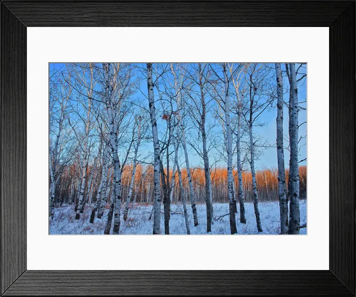 Framed Print : Bois des Esprits in the Seine River Forest at sunset, Winnipeg, Manitoba, Canada Framed Print : Bois des Esprits in the Seine River Forest at sunset, Winnipeg, Manitoba, Canada
