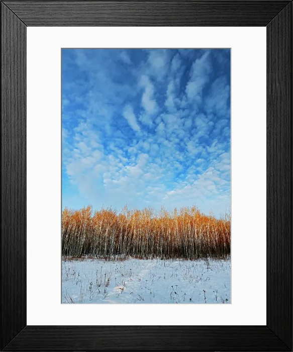 Framed Print : clouds and Bois des Esprits of the Seine River Forest at sunset, Winnipeg, Manitoba, Canada Framed Print : clouds and Bois des Esprits of the Seine River Forest at sunset, Winnipeg, Manitoba, Canada