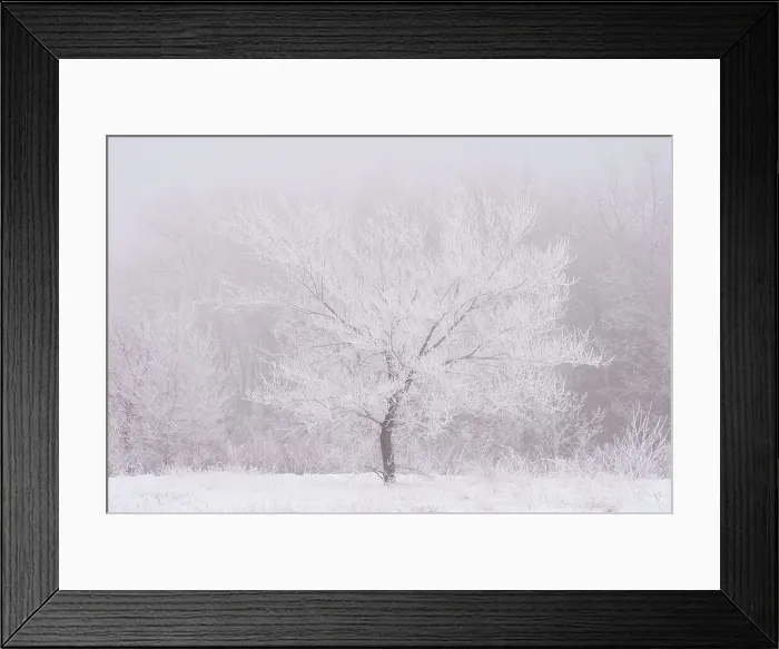 Framed Print : Hoarfrost covered tree. Birds Hill Provincial Park, Manitoba, Canada