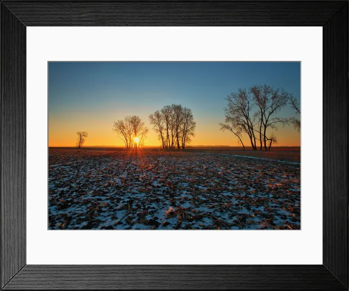 Framed Print : Plains cottonwood tree at sunrise. Grande Pointe. Manitoba. Canada Grande Pointe, Manitoba, Canada Framed Print : Plains cottonwood tree at sunrise. Grande Pointe. Manitoba. Canada Grande Pointe, Manitoba, Canada