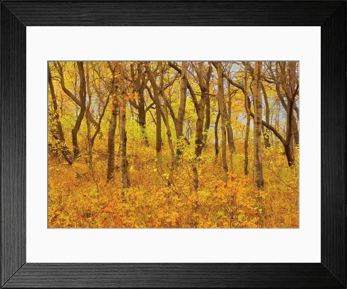 Framed Print : Hardwoods in autumn Birds Hill Provincial Park, Manitoba, Canada Framed Print : Hardwoods in autumn Birds Hill Provincial Park, Manitoba, Canada