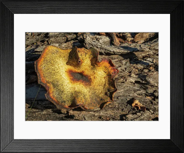 Framed Print : Bracket fungus in Seine River forest, Winnipeg, Manitoba, Canada Framed Print : Bracket fungus in Seine River forest, Winnipeg, Manitoba, Canada