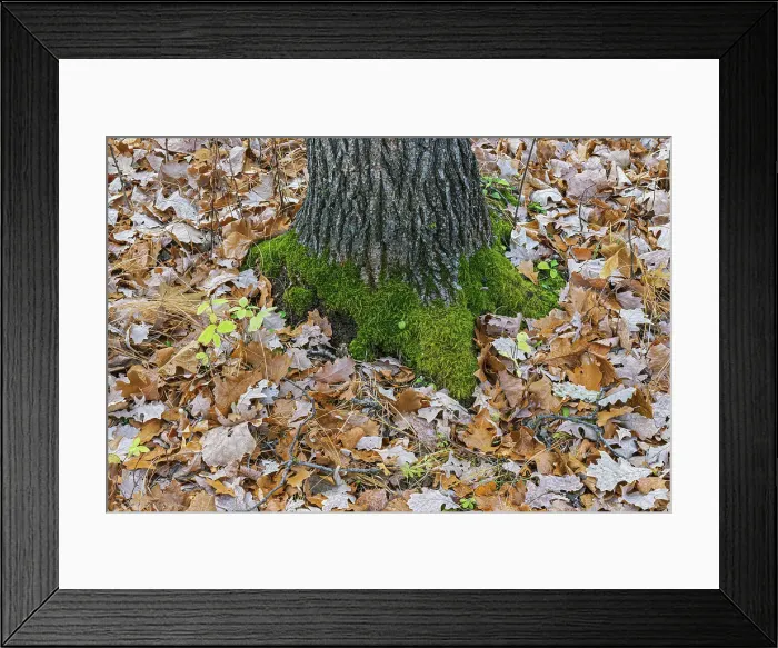 Framed Print : Mainly oak leaves, moss and tree tunk. Seine River Forest, Winnipeg, Manitoba, Canada Framed Print : Mainly oak leaves, moss and tree tunk. Seine River Forest, Winnipeg, Manitoba, Canada