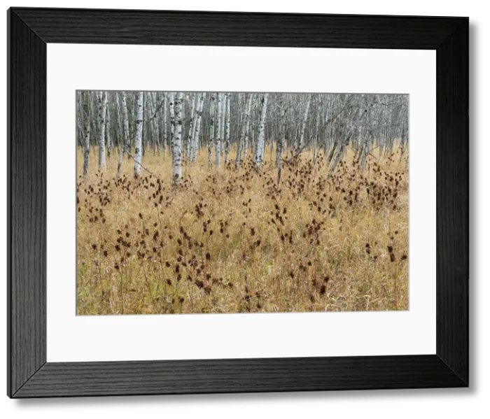 Framed Print : Licorice plant at edge of trembling aspen forest (Populus tremuloides). Seine River Forest, Winnipeg, Manitoba, Canada Framed Print : Licorice plant at edge of trembling aspen forest (Populus tremuloides). Seine River Forest, Winnipeg, Manitoba, Canada