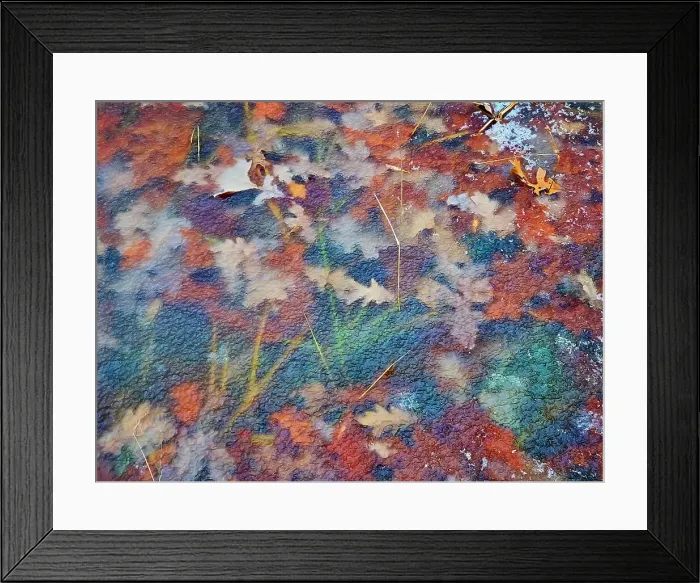 Framed Print : Autumn leaves frozen in ice along a trail in the Seine River Forest, Winnipeg, Manitoba, Canada Framed Print : Autumn leaves frozen in ice along a trail in the Seine River Forest, Winnipeg, Manitoba, Canada