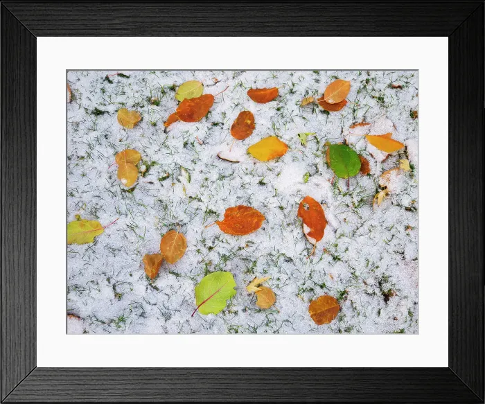 Framed Print : First snow in autumn leaves, Winnipeg, Manitoba, Canada Framed Print : First snow in autumn leaves, Winnipeg, Manitoba, Canada