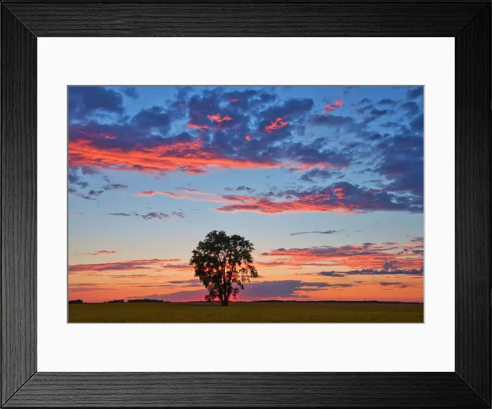 Framed Print : Plains cottonwood at sunset Dugald, Manitoba, Canada Framed Print : Plains cottonwood at sunset Dugald, Manitoba, Canada