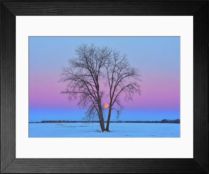 Framed Print : Full moon (Super moon) and plains cottonwood (Populus deltoides) at dawn. March 20, 2019. Spring Equinox, March equinox or Vernal Equinox. First day of spring. The last full moon of the winter is called the Worm Moon'. Dugald, Manitoba, Canada Framed Print : Full moon (Super moon) and plains cottonwood (Populus deltoides) at dawn. March 20, 2019. Spring Equinox, March equinox or Vernal Equinox. First day of spring. The last full moon of the winter is called the Worm Moon'. Dugald, Manitoba, Canada