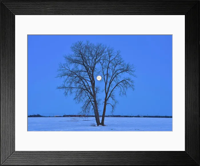 Framed Print : Full moon (Super moon) and plains cottonwood (Populus deltoides) at dawn. March 20, 2019. Spring Equinox, March equinox or Vernal Equinox. First day of spring. The last full moon of the winter is called the Worm Moon'. Dugald, Manitoba, Canada Framed Print : Full moon (Super moon) and plains cottonwood (Populus deltoides) at dawn. March 20, 2019. Spring Equinox, March equinox or Vernal Equinox. First day of spring. The last full moon of the winter is called the Worm Moon'. Dugald, Manitoba, Canada