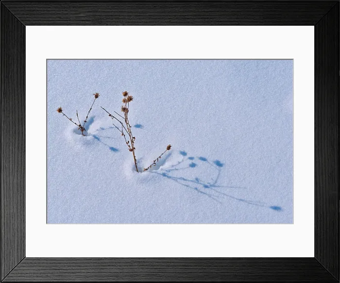 Framed Print : Plants in snow Birds Hill Provincial Park, Manitoba, Canada Framed Print : Plants in snow Birds Hill Provincial Park, Manitoba, Canada