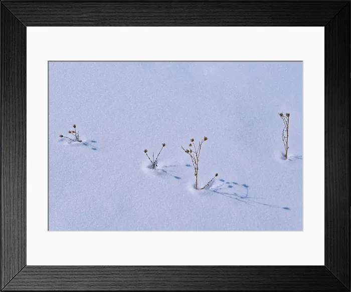 Framed Print : Plants in snow Birds Hill Provincial Park, Manitoba, Canada