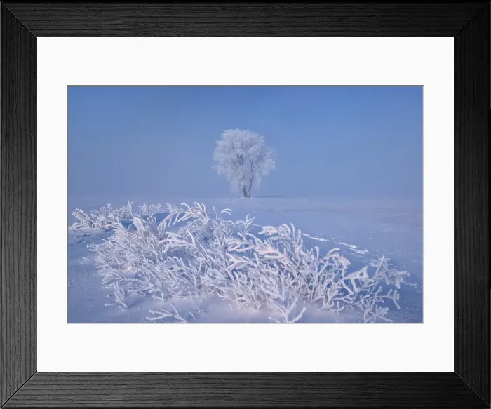 Framed Print : Hoarfrost covered Plains cottonwood tree and remains of canola crop Dugald, Manitoba, Canada