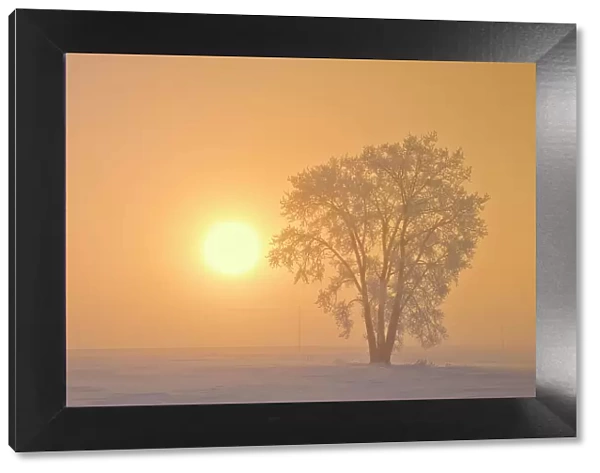 Hoarfrost covered Plains cottonwood tree in fog at sunrise Dugald, Manitoba, Canada
