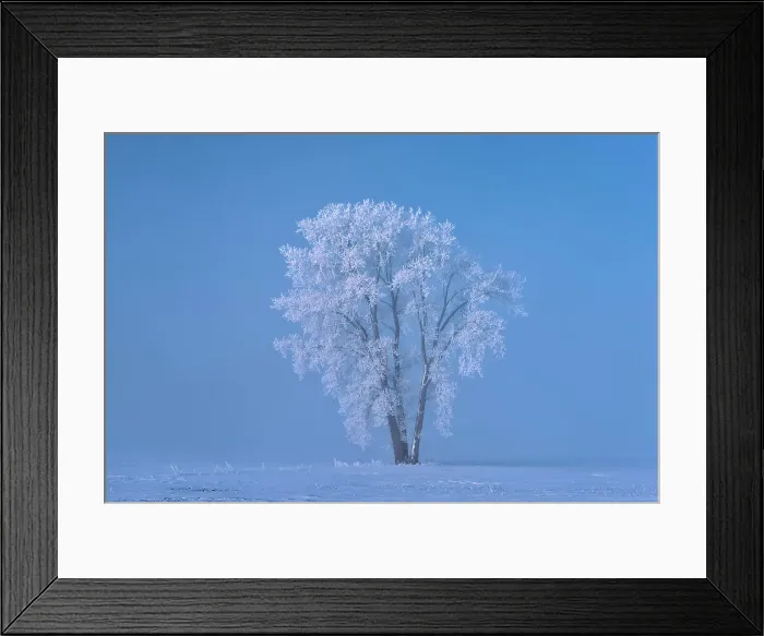 Framed Print : Hoarfrost covered Plains cottonwood tree Dugald, Manitoba, Canada Framed Print : Hoarfrost covered Plains cottonwood tree Dugald, Manitoba, Canada