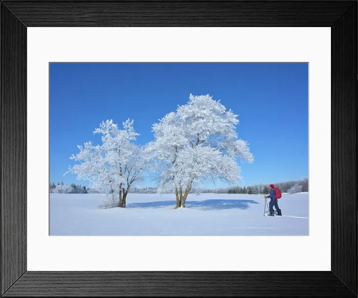 Framed Print : Man snowshoeing with hoarfrost covered cottonwood trees Birds Hill Provincal Park, Manitoba, Canada Framed Print : Man snowshoeing with hoarfrost covered cottonwood trees Birds Hill Provincal Park, Manitoba, Canada