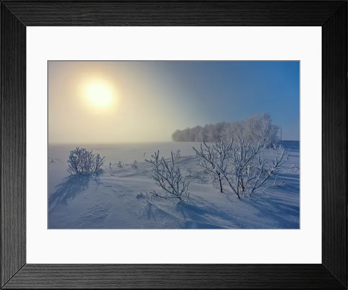 Framed Print : Hoarfrost covered shelterebelt trees and shrubs at sunrise Dugald, Manitoba, Canada Framed Print : Hoarfrost covered shelterebelt trees and shrubs at sunrise Dugald, Manitoba, Canada