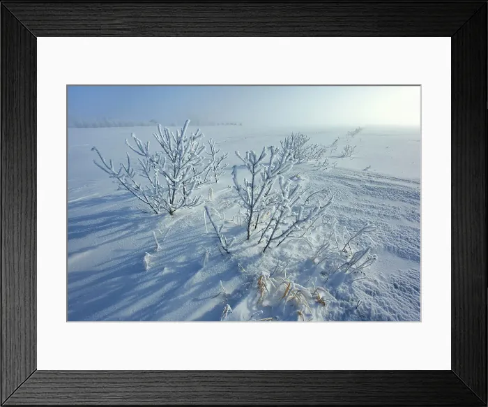 Framed Print : Hoarfrost covered shrubs at sunrise Dugald, Manitoba, Canada Framed Print : Hoarfrost covered shrubs at sunrise Dugald, Manitoba, Canada