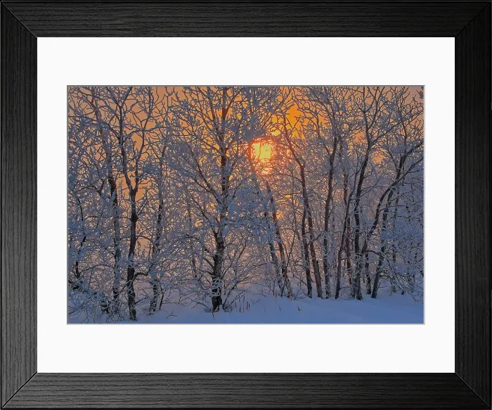 Framed Print : Poplar trees covered in hoarfrost at sunrise Dugald, Manitoba, Canada Framed Print : Poplar trees covered in hoarfrost at sunrise Dugald, Manitoba, Canada