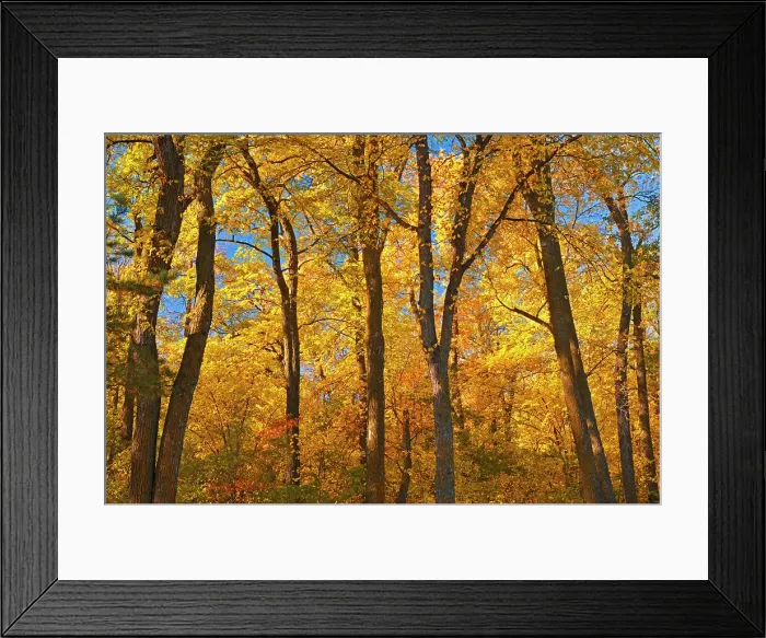 Framed Print : Forest in autumn colors. St. Vital Park, Winnipeg, Manitoba, Canada Framed Print : Forest in autumn colors. St. Vital Park, Winnipeg, Manitoba, Canada