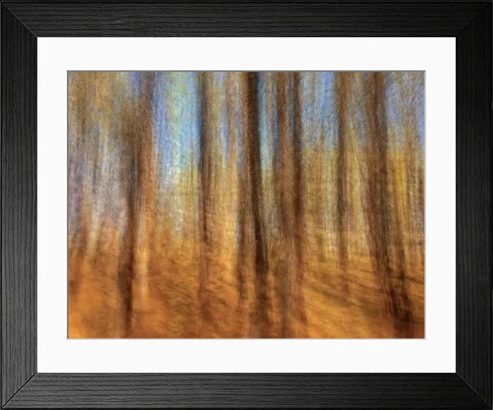 Framed Print : Motion study of coniferous forest, Birds Hill Provincial Park, Manitoba, Canada Framed Print : Motion study of coniferous forest, Birds Hill Provincial Park, Manitoba, Canada