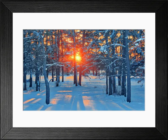 Framed Print : Sunset on coniferous forest, Sandilands Provincial Forest, Manitoba, Canada Framed Print : Sunset on coniferous forest, Sandilands Provincial Forest, Manitoba, Canada