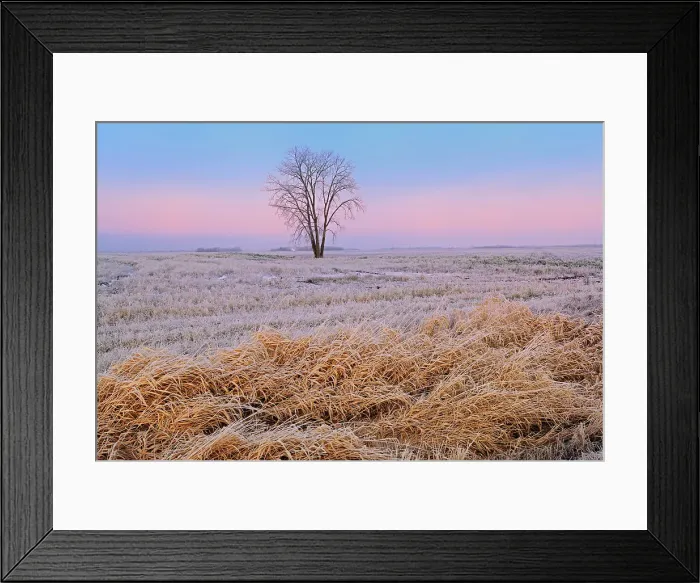 Framed Print : Plains cottonwood (Populus deltoides) in hoarfrost covered farmer's field, Dugald, Manitoba, Canada Framed Print : Plains cottonwood (Populus deltoides) in hoarfrost covered farmer's field, Dugald, Manitoba, Canada
